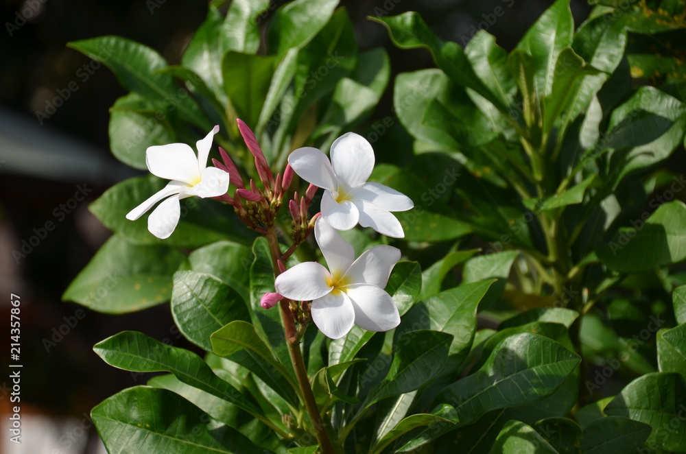 Fototapeta premium white thai flower plumeria