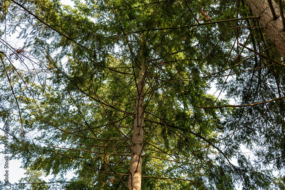 Fototapeta premium Looking up in an angle to the crown of a tree through its branches