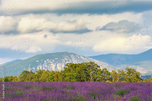 .Fields of lavender in the valleys of Provence. France. Focus concept.