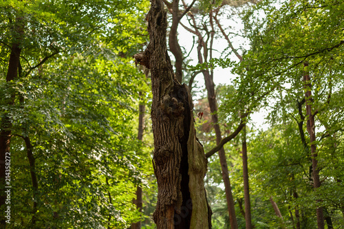 Snapped tree trunk in Dutch spring forest