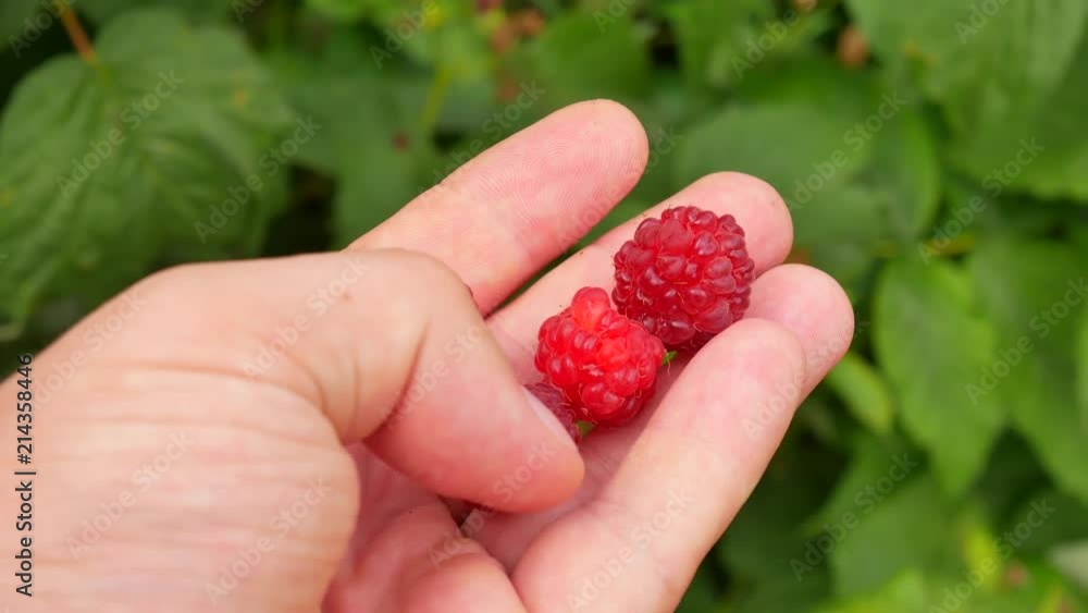 Holding ripened raspberries in hands at garden near the house against a background of bushes with green leaves at day outdoor Holding ripened raspberries in hands at garden near the house against a background of bushes with green leaves at day outdoor