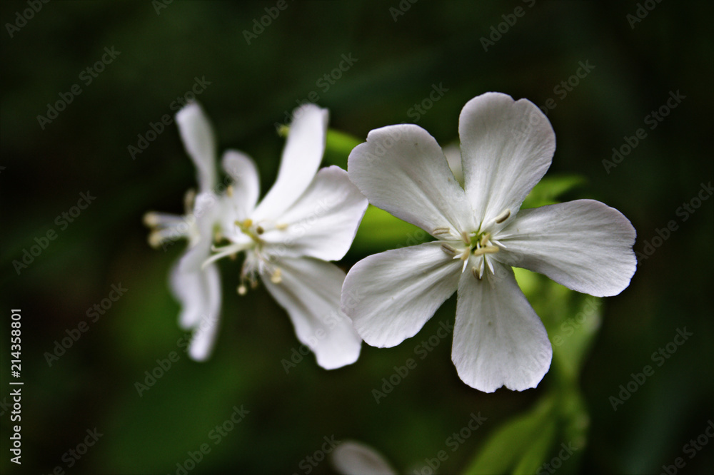 Macro Close Up of a Trio of Three White Wildflowers in Bloom Macro Close Up of a Trio of Three White Wildflowers in Bloom