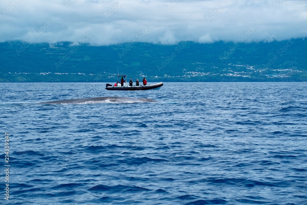 A fin whale appears next to a whale watching boat. A fin whale appears next to a whale watching boat.