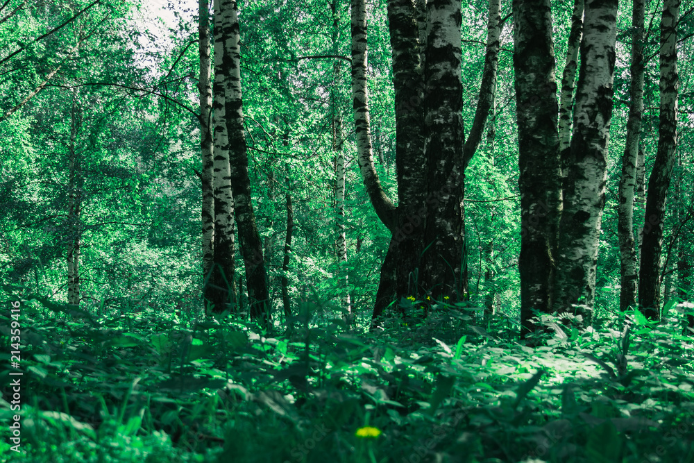 Fototapeta premium Green trees in summer park retro