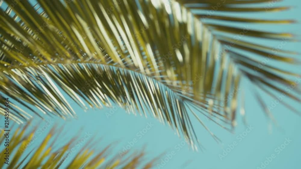 Palm tree leaves waving in the wind. Slow motion. Palm tree leaves waving in the wind. Slow motion.