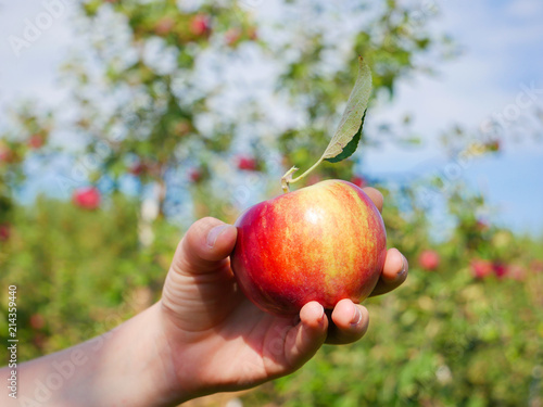 Girl holding a Freshly Picked, Red Apple in an Orchard, Quebec, Canada