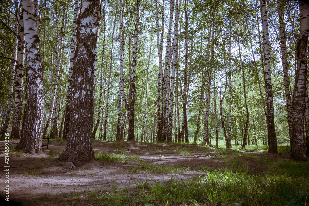 Green trees in summer park retro Green trees in summer park retro
