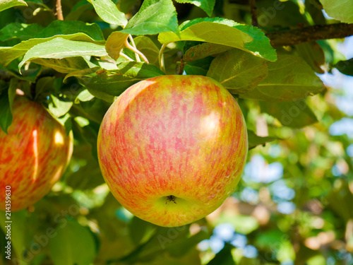 Apples ripening in the orchard, Quebec, Canada