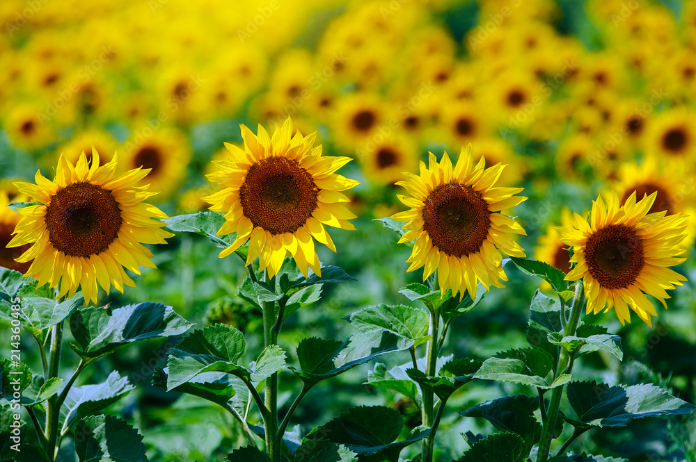 The field of sunflowers under summer sun The field of sunflowers under summer sun