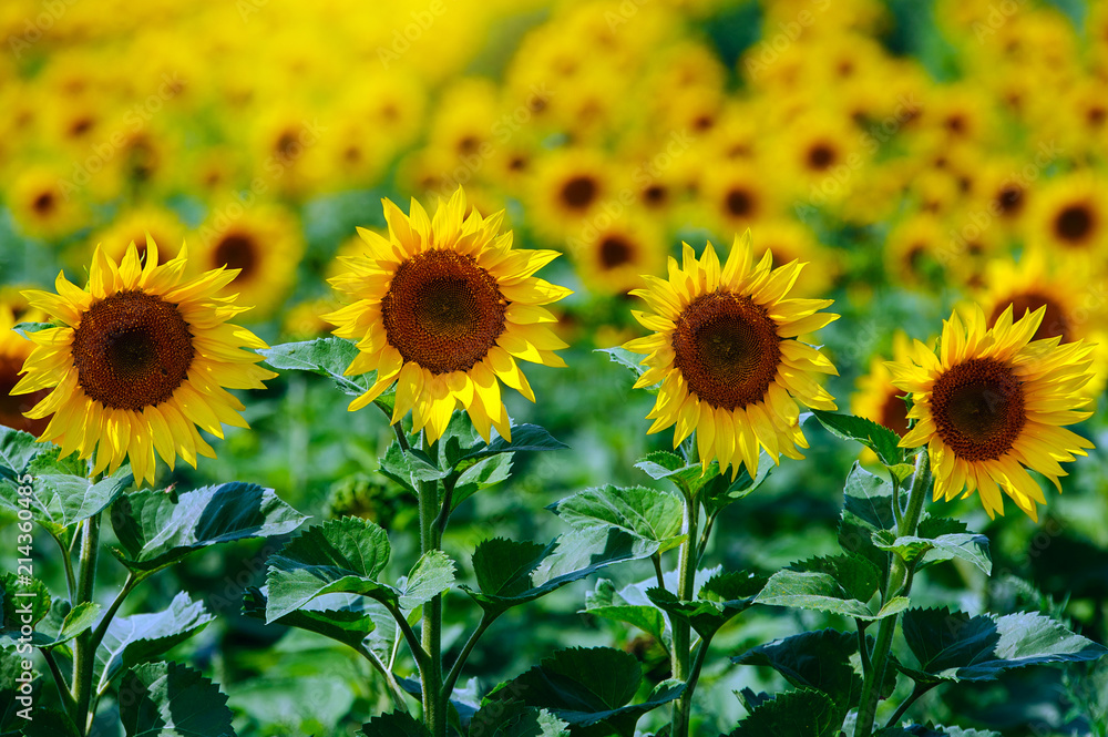 The field of sunflowers under summer sun