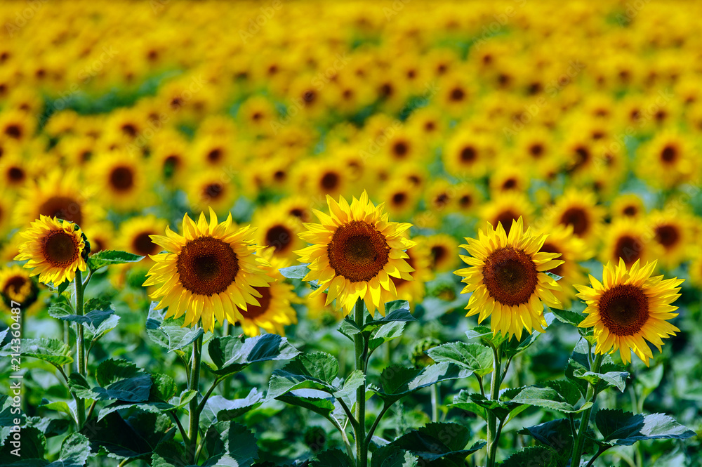 Fototapeta premium The field of sunflowers under summer sun