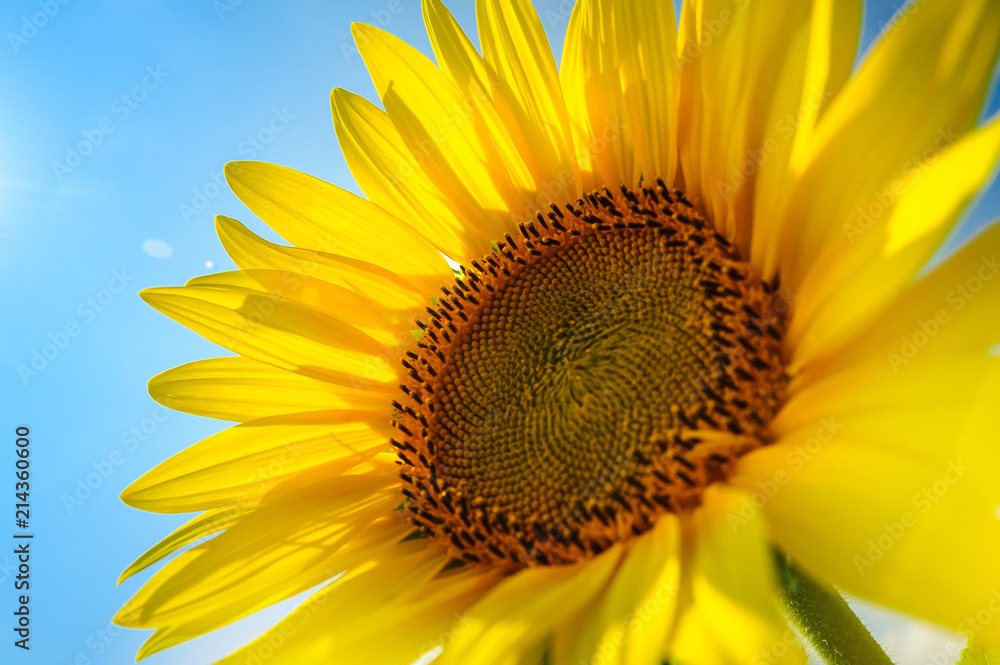 Naklejka premium The sunflower on the field under summer sun