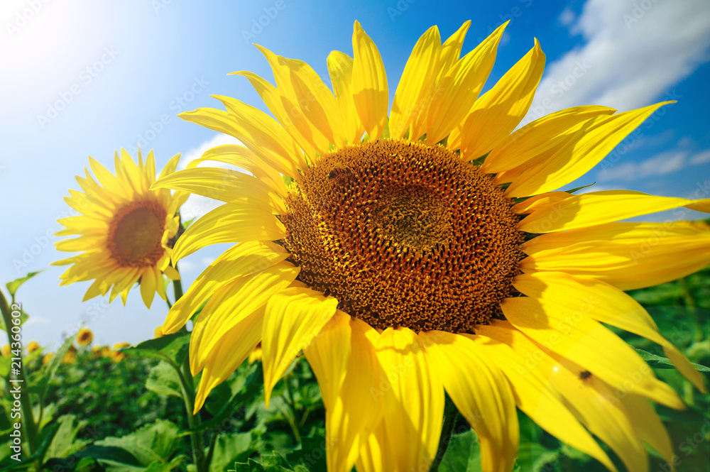 The sunflower on the field under summer sun The sunflower on the field under summer sun