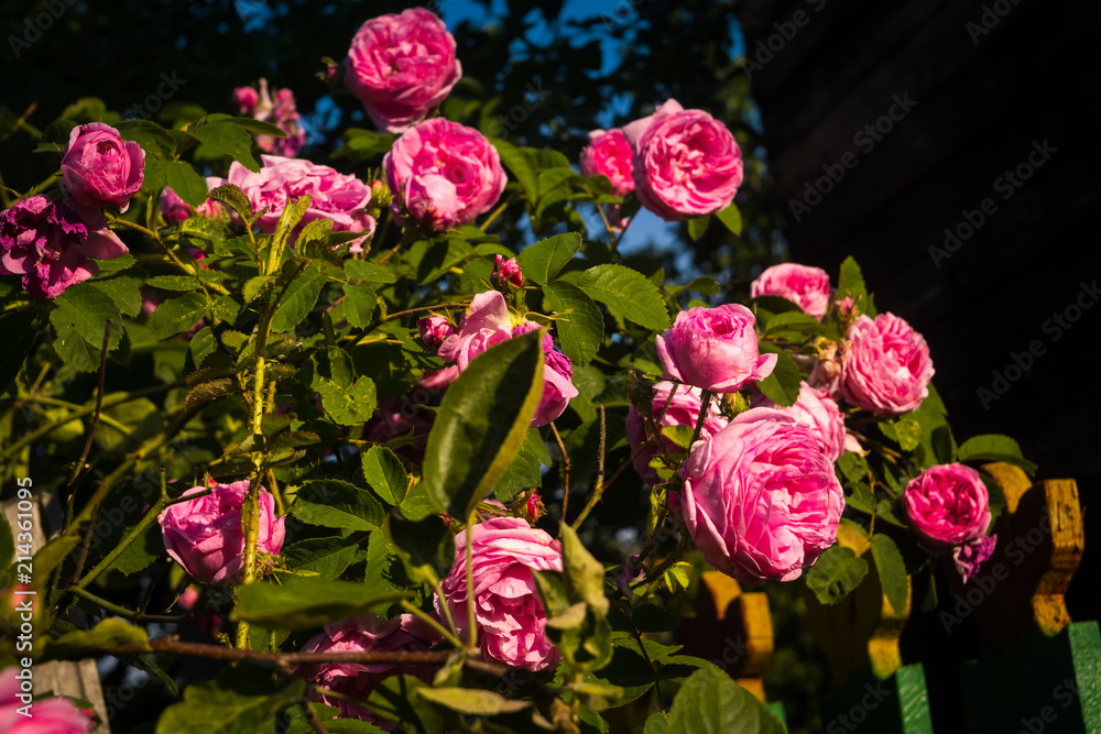 Pink climbing roses