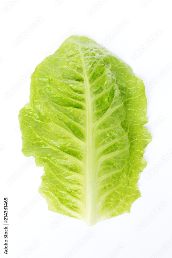 Fresh green baby leaf of cos lettuce isolated on white background. Fresh green baby leaf of cos lettuce isolated on white background.