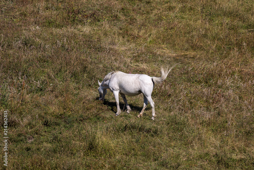 Horse Horse