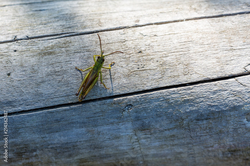 Grasshopper on wooden truck