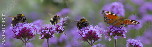 Fotografija bumblebees and butterfly on the garden flower - macro photo