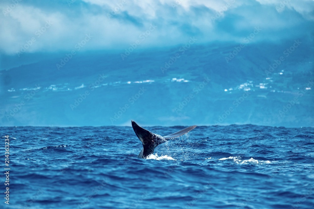 Fototapeta premium A sperm whale showing its tail flukes under cloudy skies.