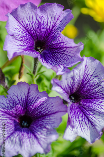 Fototapeta Naklejka Na Ścianę i Meble -  Close up view of purple petunia flowers.