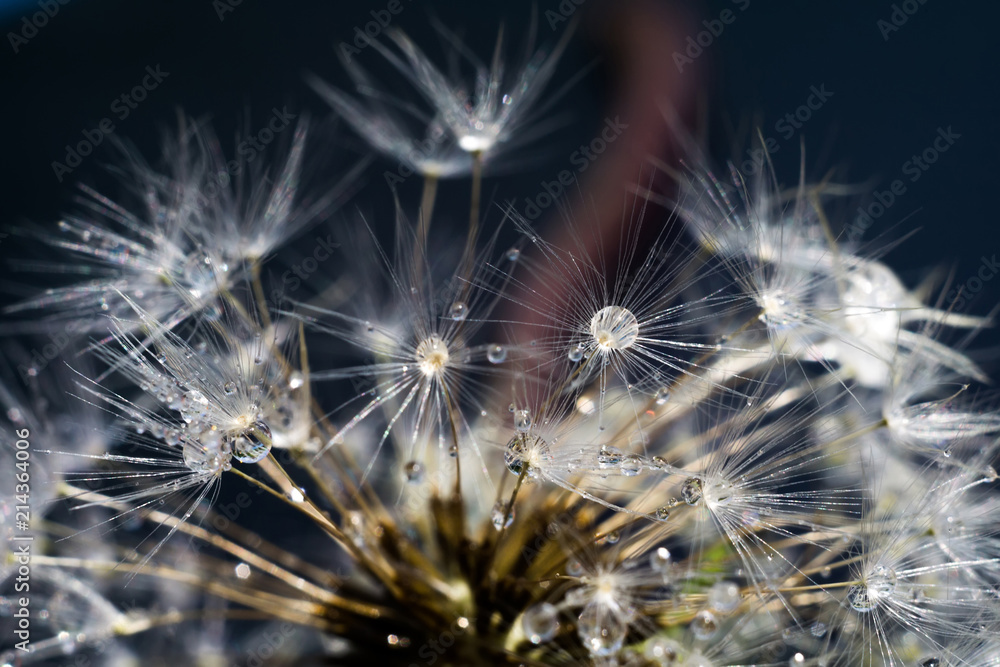 Obraz premium White Dandelion with Water Drops