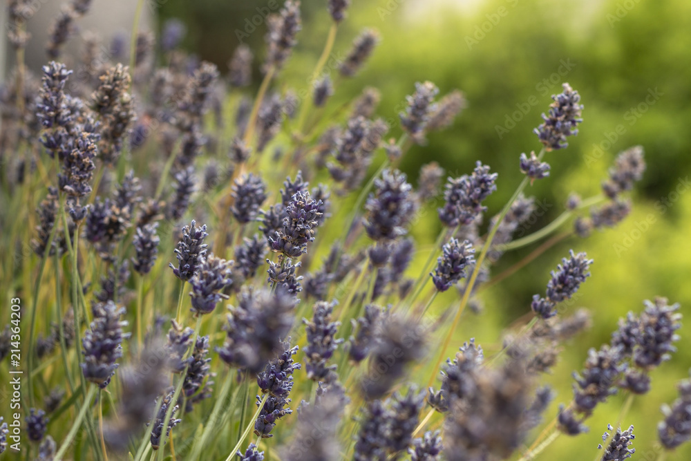 Obraz premium Lavande