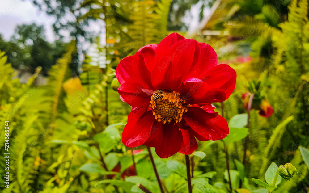 Honeybee sucking on some nectar off the beautiful red flower Honeybee sucking on some nectar off the beautiful red flower