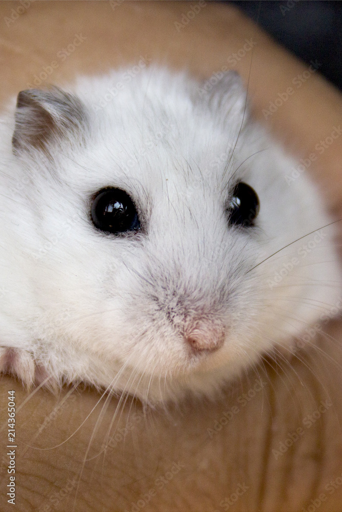 Obraz premium Hamster white handsome