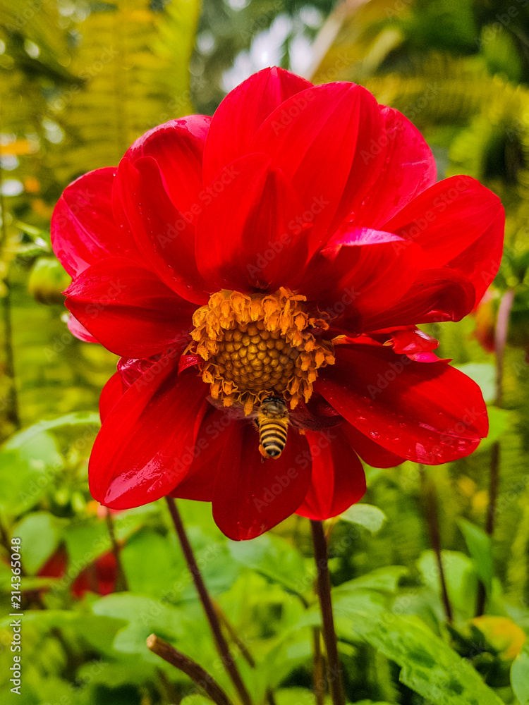 Honeybee sucking on some nectar off the beautiful red flower Honeybee sucking on some nectar off the beautiful red flower