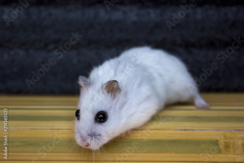 Hamster white handsome