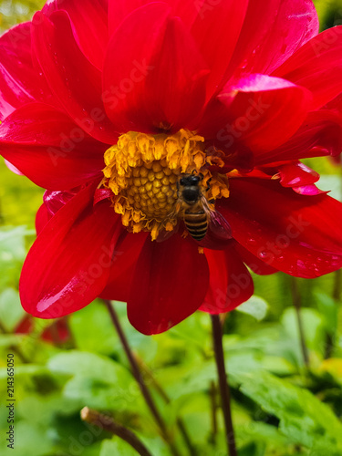 Honeybee sucking on some nectar off the beautiful red flower