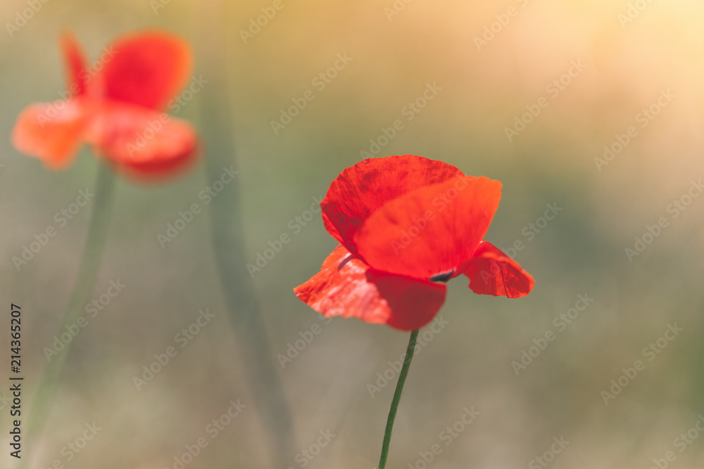 Red poppy flowers on summer field. Close-up Red poppy flowers on summer field. Close-up