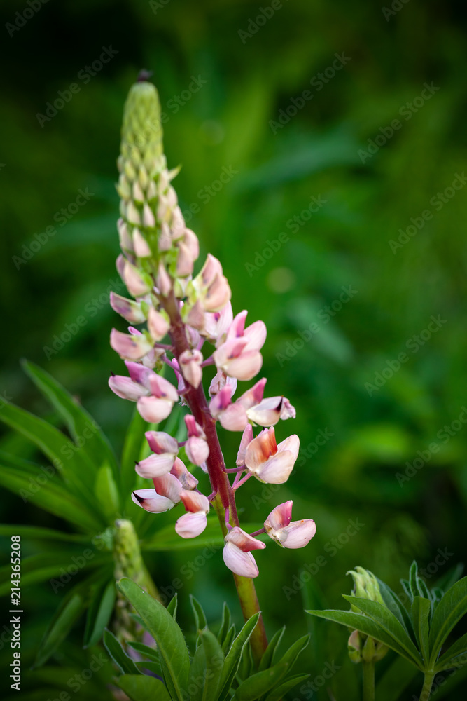 Pink lupine flower on blurred dark green