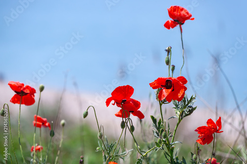Fototapeta Naklejka Na Ścianę i Meble -  Wild poppy flowers growing on sea coast