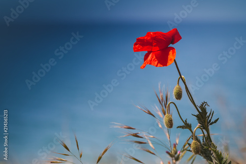 Fototapeta Naklejka Na Ścianę i Meble -  Red poppy flower over dark blue