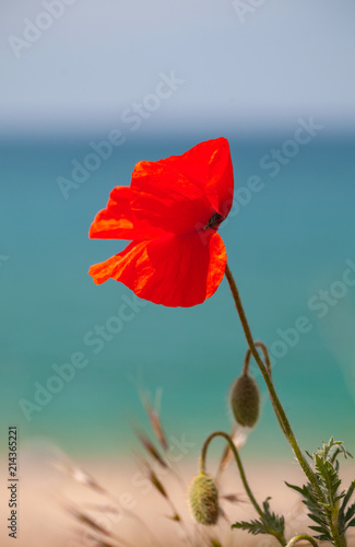 Fototapeta Naklejka Na Ścianę i Meble -  Red poppy flower growing on sea coast