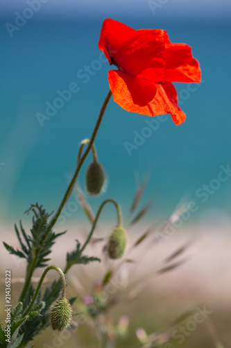 Fototapeta Naklejka Na Ścianę i Meble -  Red poppy flower growing on sea coast