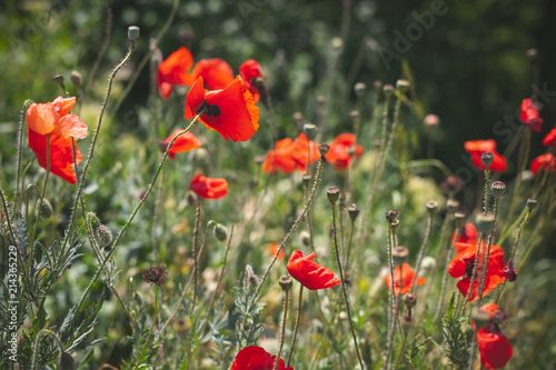 Fototapeta Naklejka Na Ścianę i Meble -  Wild red poppies growing on summer meadow