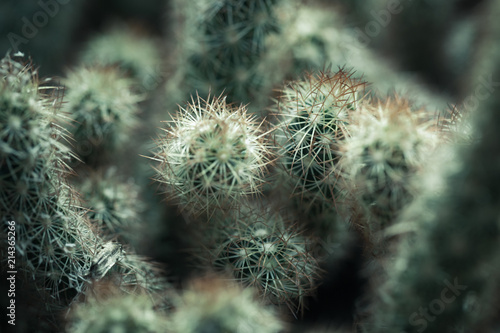Cactus  natural close-up photo