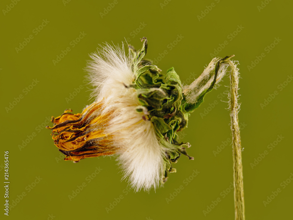 Obraz premium wilted flower