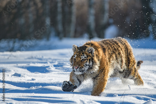Siberian Tiger in the snow (Panthera tigris) © vaclav