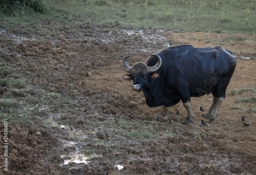 Wild large Indian Bison, Gaur © fotogenix