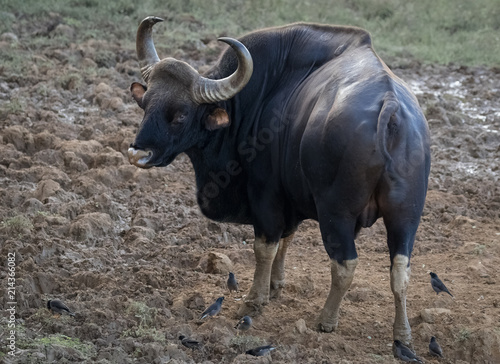 Wild large Indian Bison  Gaur