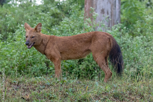 Photography Wild dog
