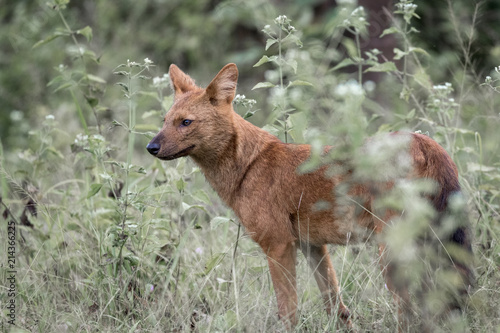 Photography Wild dog