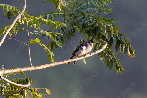 Pair of birds on branch, red whiskered bulbul