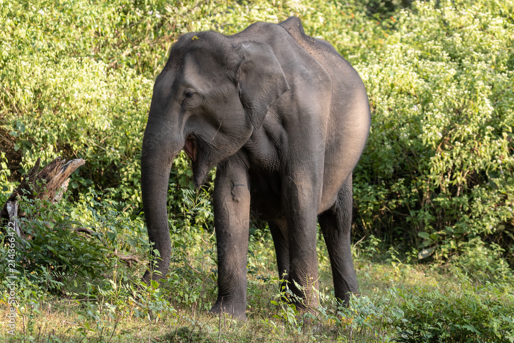 Asian elephant