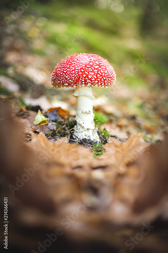 watching mushrooms and plants. afternoon walk through the forest. photo