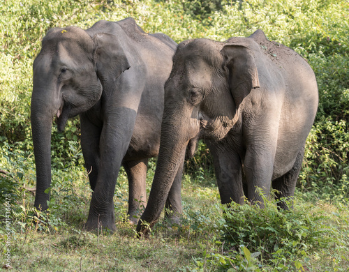 Canvas Print Asian elephant