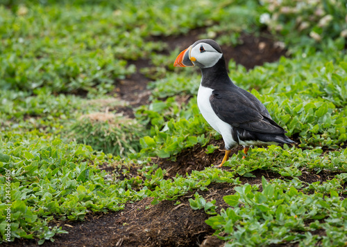 Puffin, sea bird, at burrow, at nesting site on the Farne Islands, Northumberland, England, UK.